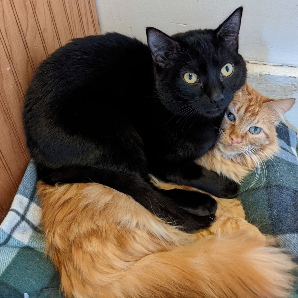 black and orange cat hugging