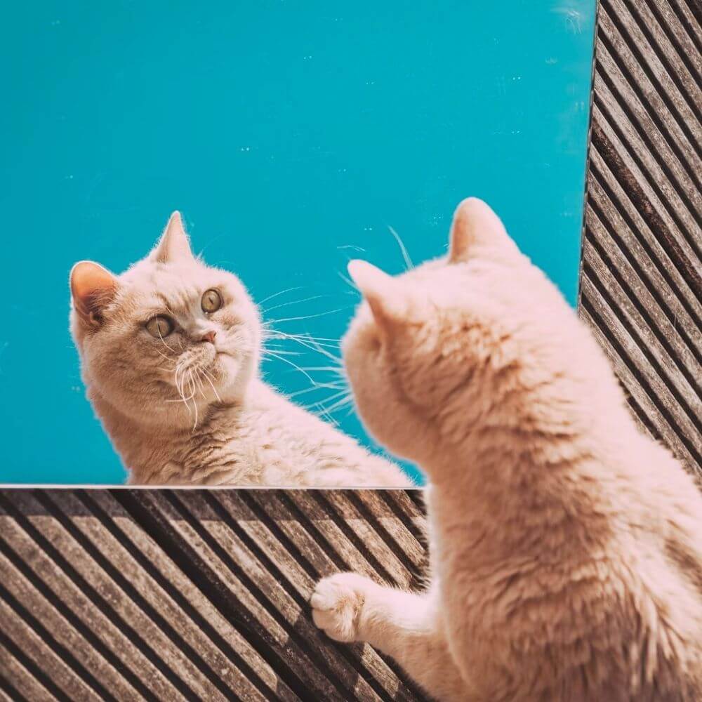 Cat Looking at Mirror