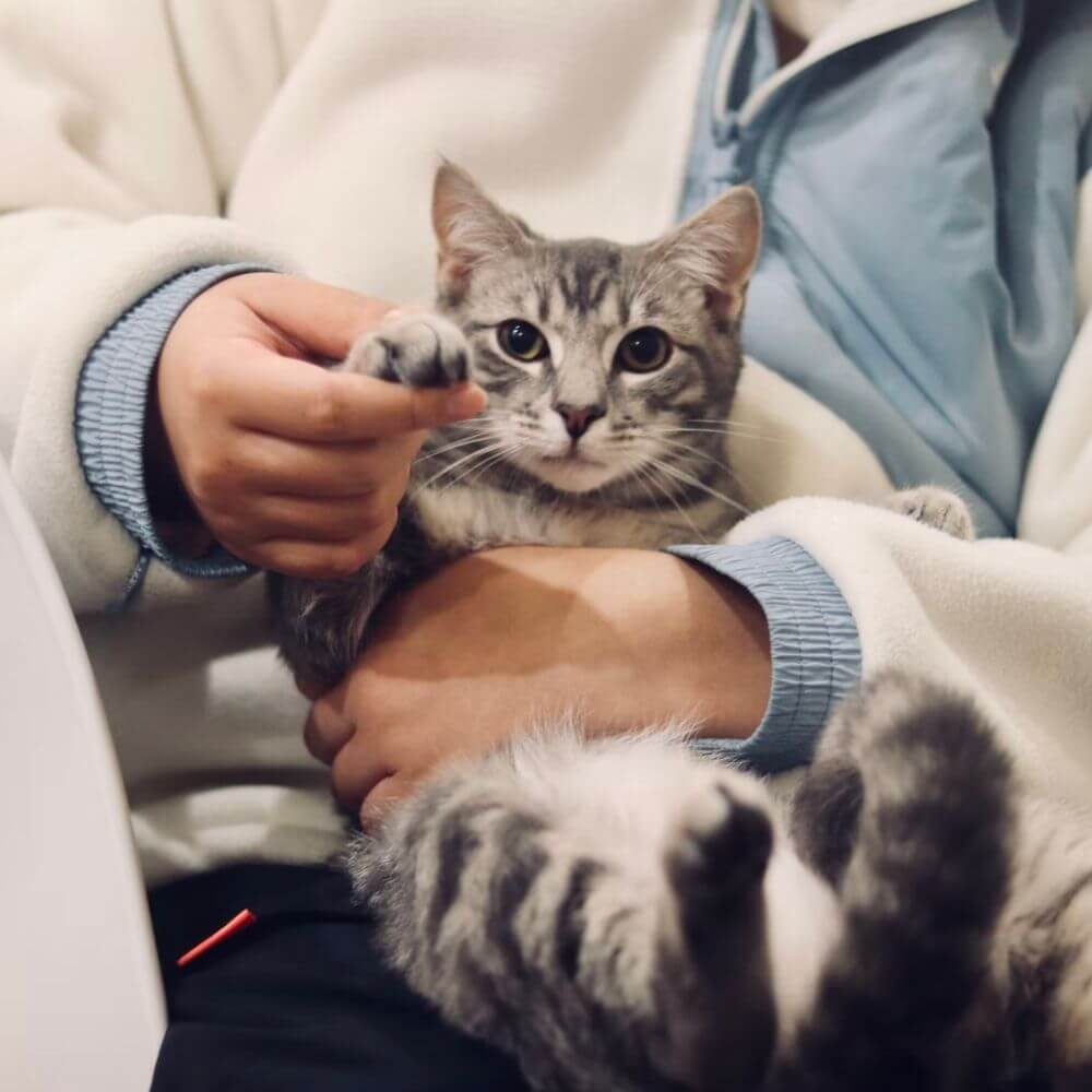 Cat With Human