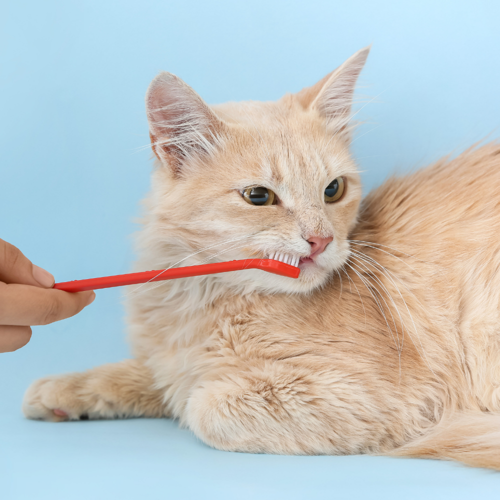 How To Brush Your Cat's Teeth Vet In Iowa City, IA 52240