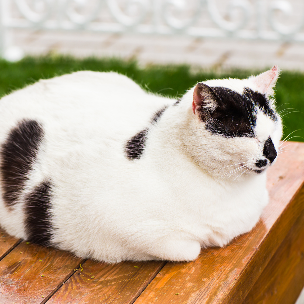 Is My Cat Too Fat? Vet In Iowa City, IA 52240