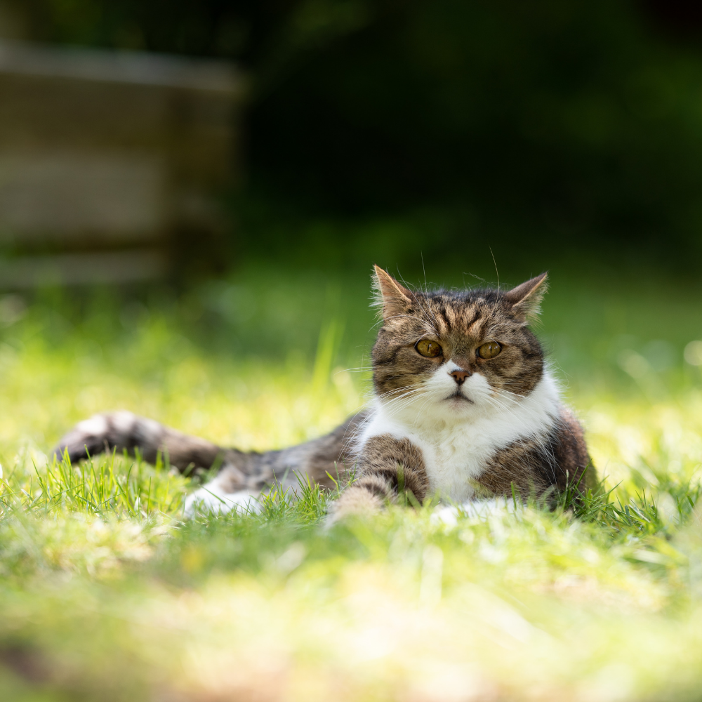 Outdoor Cat Care Vet In Iowa City, IA 52240