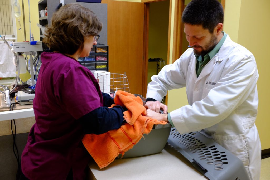 Cat Clinic Virtual Tour Vet Clinic In Iowa City, IA 52240