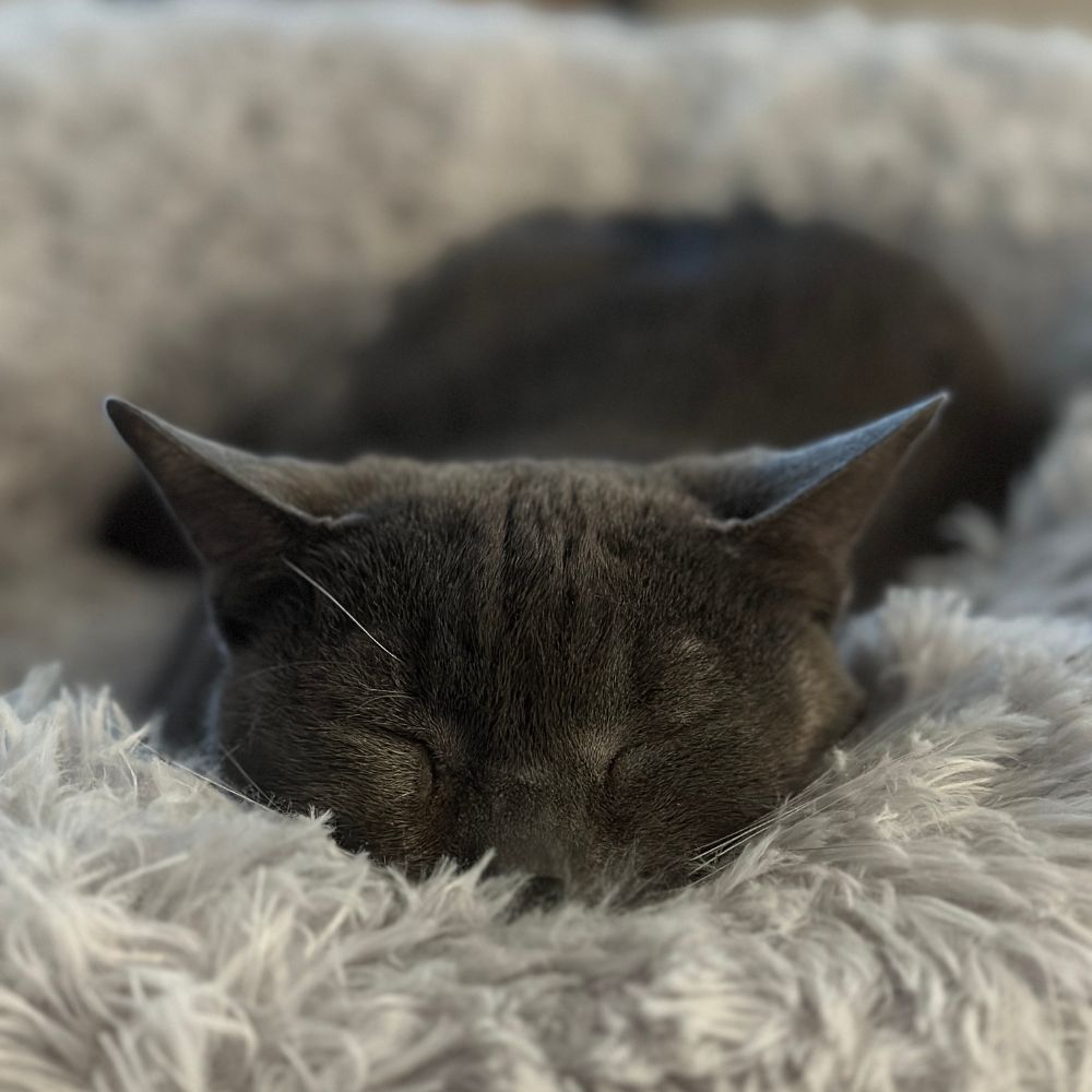 A gray cat peacefully sleeping on a soft, fluffy bed