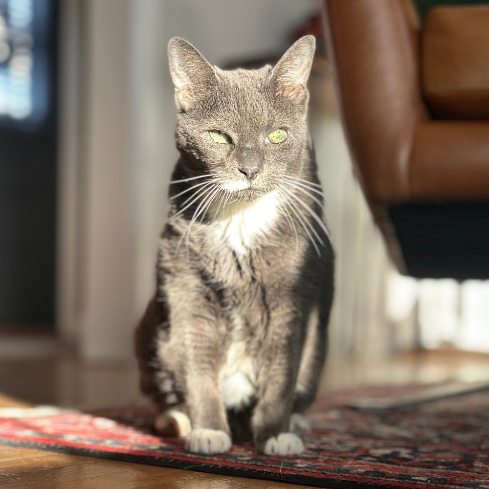 A cat sitting on a rug