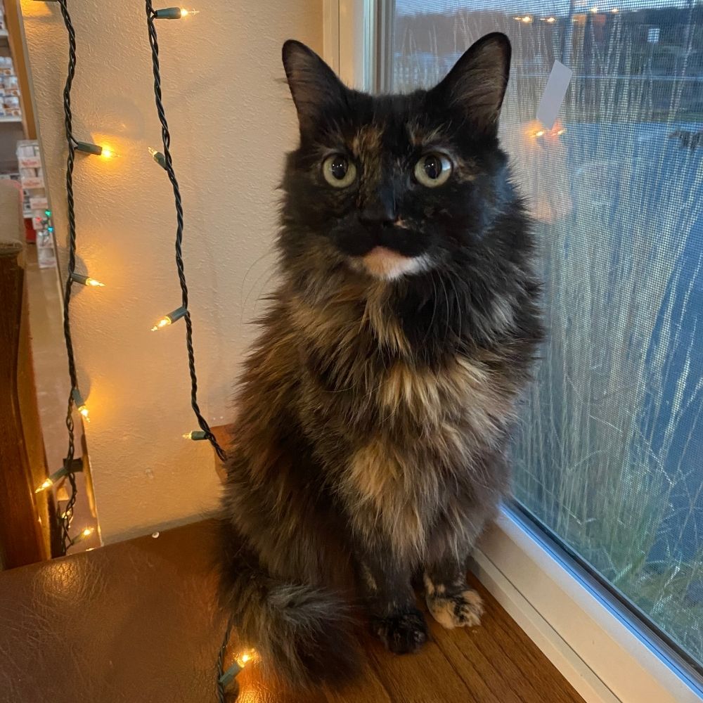 Elsie