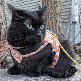 black cat in harness