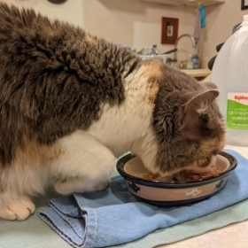 cat eating food