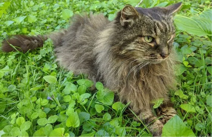 Fluffy tabby cat in grass